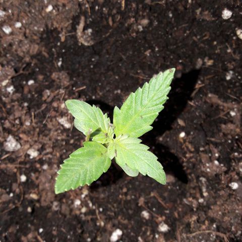 White Widow Auto RQS growlog photo: Week1