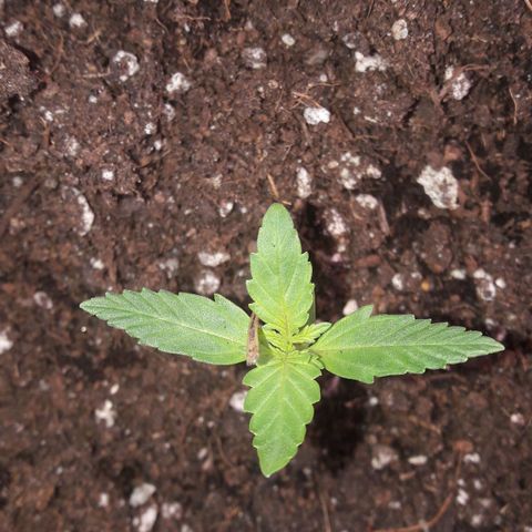 White Widow Auto RQS growlog timeline photo