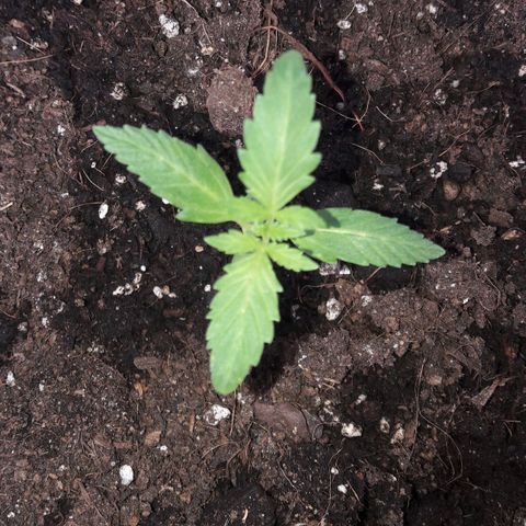 White Widow Auto RQS growlog photo: S10 seedling
Slowly growing serrated leaves.
Got poor sunlight cos rains and thunderstorms.
Seems healthy