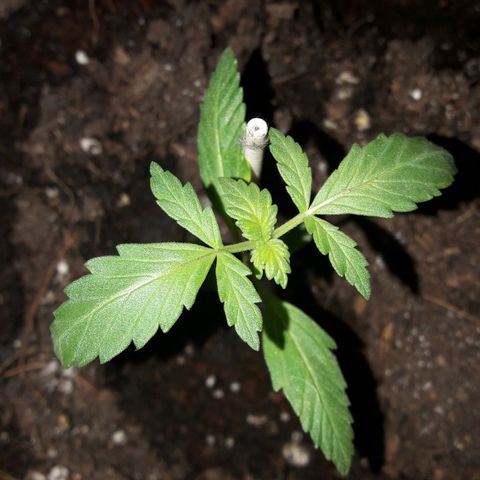 White Widow Auto RQS growlog timeline photo