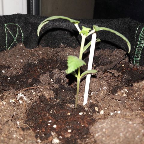 White Widow Auto RQS growlog timeline photo