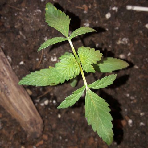 White Widow Auto RQS growlog photo: Evening pix