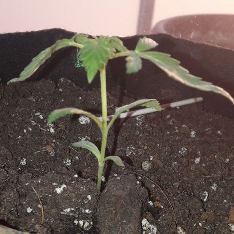 White Widow Auto RQS growlog photo: Evening pix