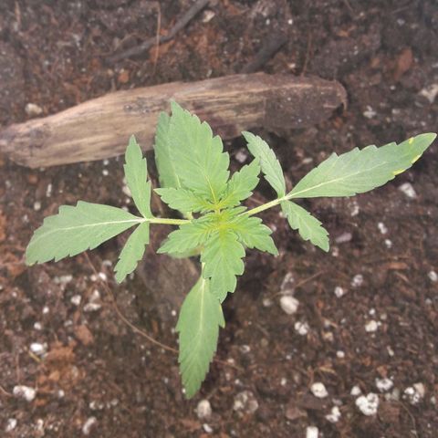 White Widow Auto RQS growlog photo: 5pm in the sun no water