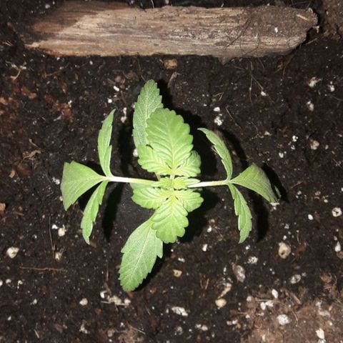 White Widow Auto RQS growlog photo: Night recover pic