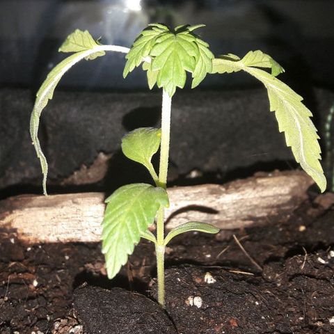 White Widow Auto RQS growlog photo: Night recover pic