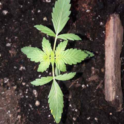 White Widow Auto RQS growlog photo: Morning 
Before the ferti massacre... Will see how it reacts to burn