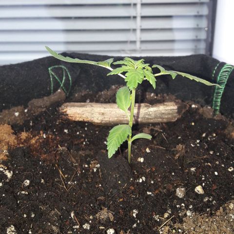White Widow Auto RQS growlog photo: Morning 
Before the ferti massacre... Will see how it reacts to burn
