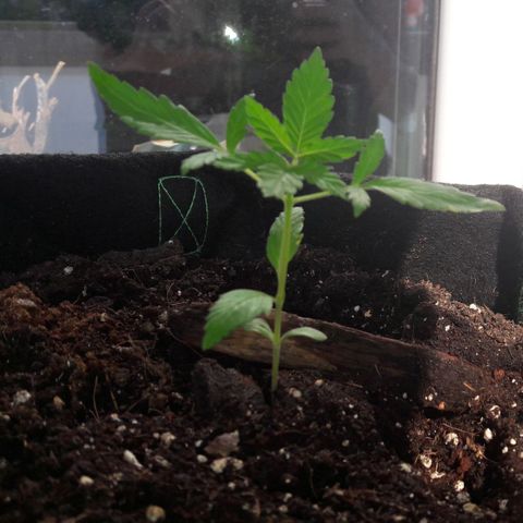 White Widow Auto RQS growlog photo: Fresh leaves finally up tho.
4h in the sun since accident
