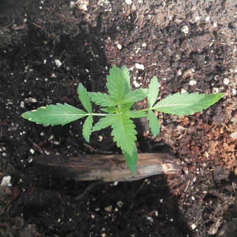 White Widow Auto RQS growlog photo: Fresh leaves finally up tho.
4h in the sun since accident