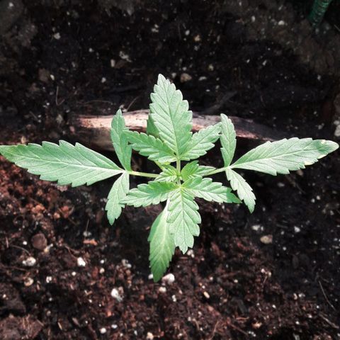 White Widow Auto RQS growlog photo: Evening pix.
No signs of toxicity yet, healthy green, leaves upwards and growing