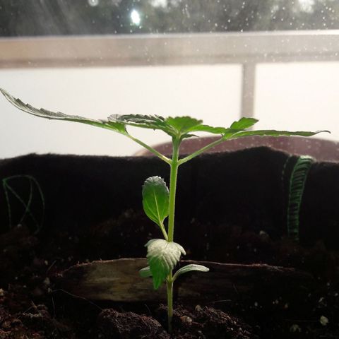 White Widow Auto RQS growlog photo: Evening pix.
No signs of toxicity yet, healthy green, leaves upwards and growing
