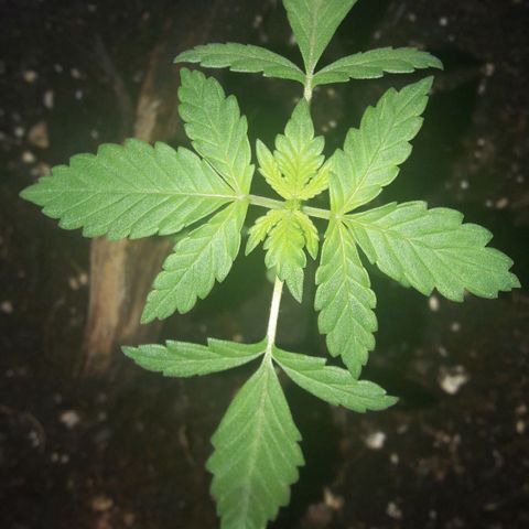 White Widow Auto RQS growlog photo: Morning pix.
Droopy cos it is cold and no direct sun yet.
Seems more dark green, might be tripping...no nutes burn i guess
