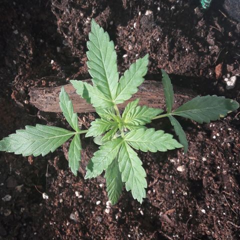 White Widow Auto RQS growlog photo: Evening pix after sunny day