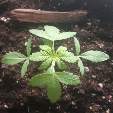 White Widow Auto RQS growlog timeline photo