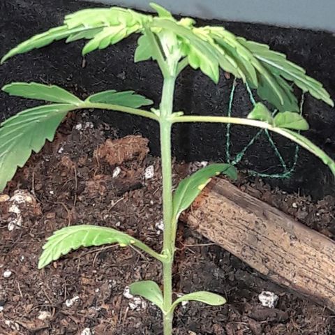 White Widow Auto RQS growlog photo: Morning pix.
Gonna stay indoor for the morning. Light started at 3.30am