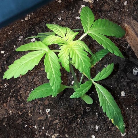 White Widow Auto RQS growlog photo: Morning pix.
Gonna stay indoor for the morning. Light started at 3.30am