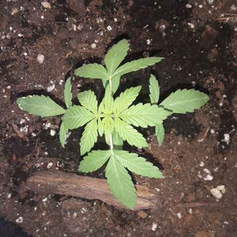 White Widow Auto RQS growlog photo: Evening pix