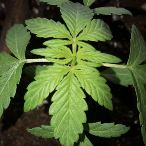 White Widow Auto RQS growlog photo: Evening close up