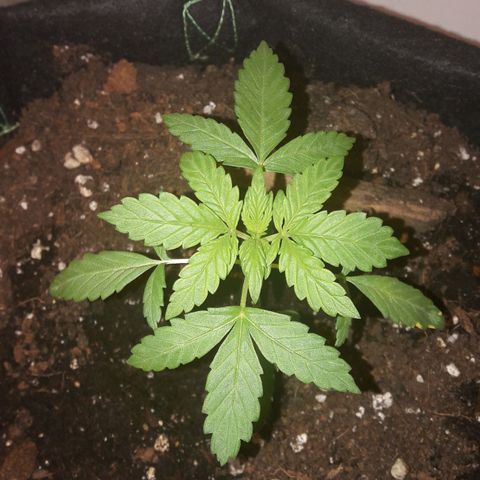White Widow Auto RQS growlog photo: Under light since midnight. 2 week of veg
