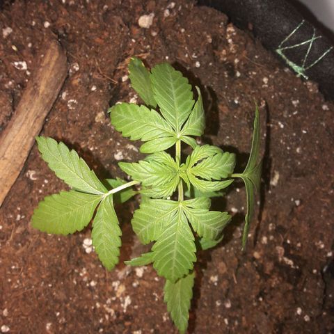 White Widow Auto RQS growlog photo: Night pix. Getting thicc with growing nodes. Smell getting there.
Hopefully next sunny week is gonna do good on them for last week if veg.
