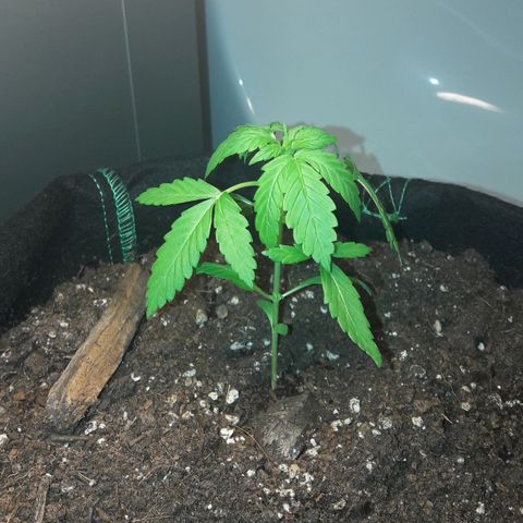 White Widow Auto RQS growlog photo: Night pix. Getting thicc with growing nodes. Smell getting there.
Hopefully next sunny week is gonna do good on them for last week if veg.
