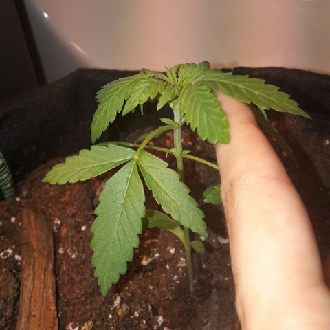 White Widow Auto RQS growlog photo: Night pix. Getting thicc with growing nodes. Smell getting there.
Hopefully next sunny week is gonna do good on them for last week if veg.