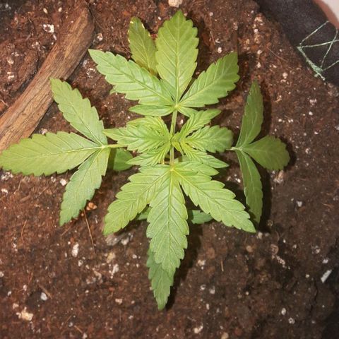 White Widow Auto RQS growlog photo: Morning pix.
CFL all night. Fed extra in the morning. Waiting for temp to be bearable for them, around 7am should be 18°.
I shouldn't play with fert but I did. So comes what may