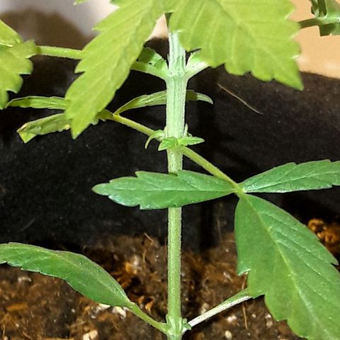 White Widow Auto RQS growlog photo: Morning pix.
CFL all night. Fed extra in the morning. Waiting for temp to be bearable for them, around 7am should be 18°.
I shouldn't play with fert but I did. So comes what may