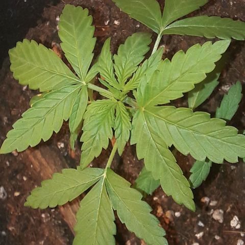 White Widow Auto RQS growlog timeline photo