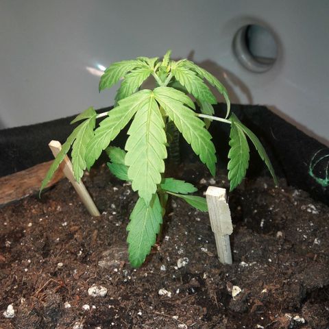White Widow Auto RQS growlog photo: Night pix.
Staying under lamp for the night.
Might be overfed and watered....