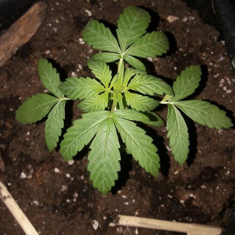 White Widow Auto RQS growlog photo: Morning pix after darkness