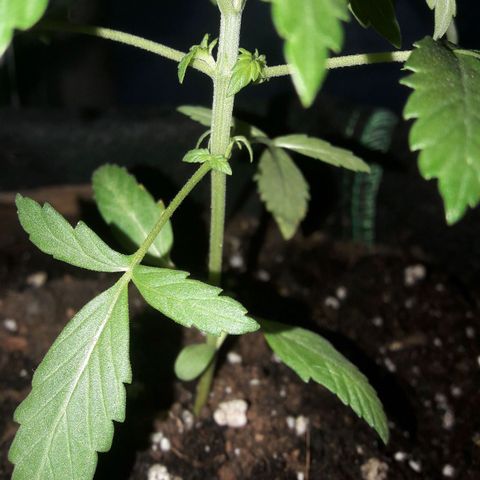 White Widow Auto RQS growlog photo: Morning pix. Nodes