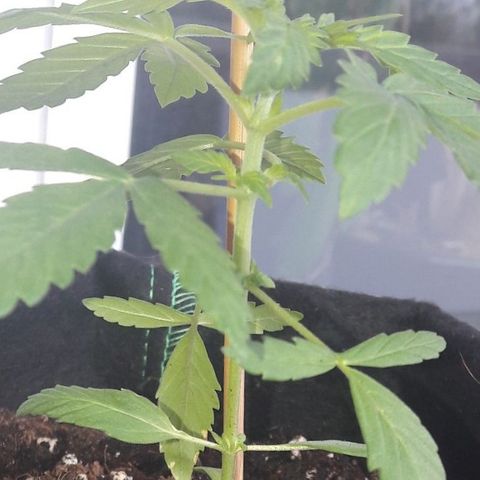 White Widow Auto RQS growlog photo: 10:30am bent a branch to straighten up and open lower lvl to sun 😎