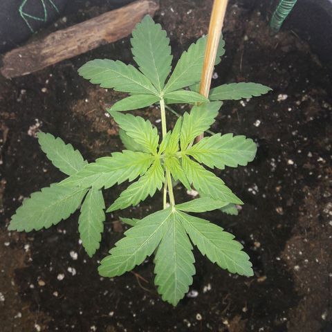 White Widow Auto RQS growlog photo: 10:30am bent a branch to straighten up and open lower lvl to sun 😎