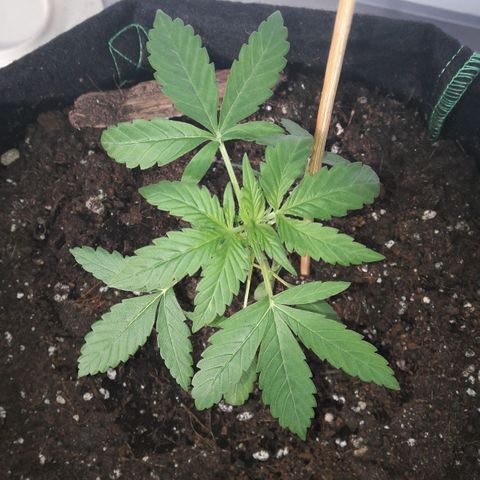 White Widow Auto RQS growlog photo: Evening pix.
Heathy buddy but soil PH might be too hot cos plant is late maybe idk like a week late... We ll see how next week's will turn out to be.
Might be cos of lack of direct exposure as it only has like 6 to 7h a day of direct sunlight out of 16