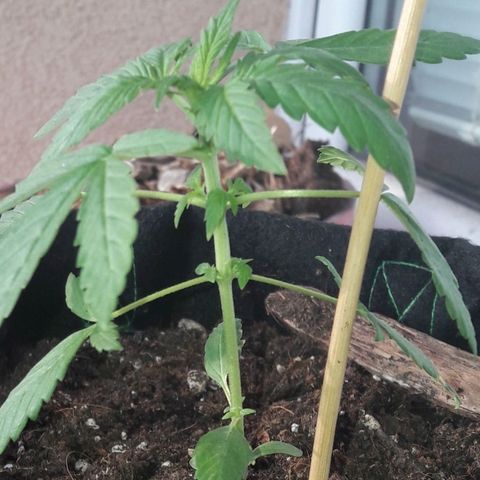 White Widow Auto RQS growlog photo: Evening pix.
Heathy buddy but soil PH might be too hot cos plant is late maybe idk like a week late... We ll see how next week's will turn out to be.
Might be cos of lack of direct exposure as it only has like 6 to 7h a day of direct sunlight out of 16
