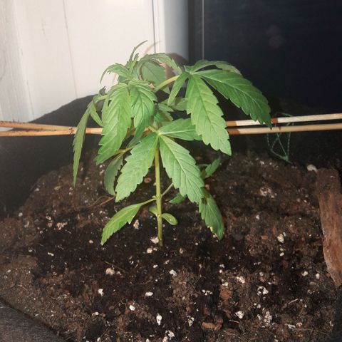 White Widow Auto RQS growlog photo: Night
