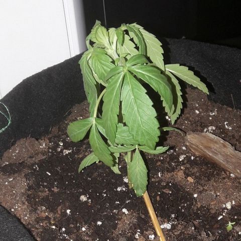 White Widow Auto RQS growlog photo: Damages one of the middle nodes leaf, it fell off...
All droopy, cannot wait for the sun