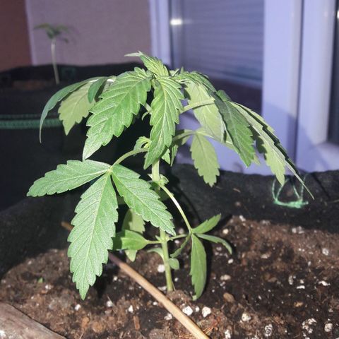 White Widow Auto RQS growlog photo: Morning pix. Waking up to a sunny day ahead. Fed last night