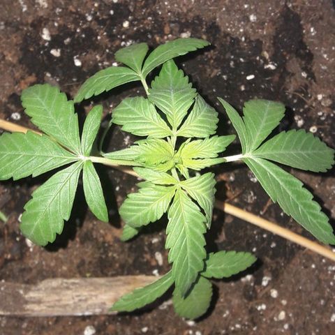 White Widow Auto RQS growlog photo: Morning pix. Waking up to a sunny day ahead. Fed last night