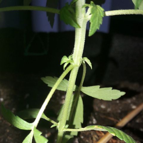 White Widow Auto RQS growlog photo: Hurt the middle nodes doing LST. Hope it recovers 