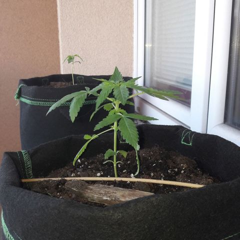 White Widow Auto RQS growlog photo: 10am