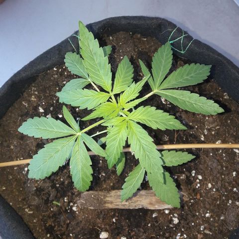 White Widow Auto RQS growlog photo: 10am