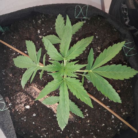 White Widow Auto RQS growlog photo: 8pm