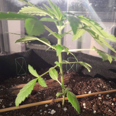 White Widow Auto RQS growlog photo: 8pm