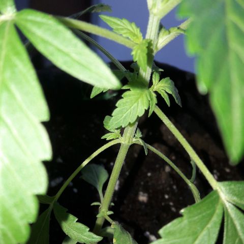 White Widow Auto RQS growlog photo: Morning pix