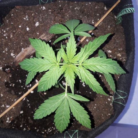 White Widow Auto RQS growlog photo: Morning pix