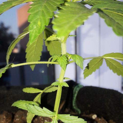 White Widow Auto RQS growlog photo: Morning pix