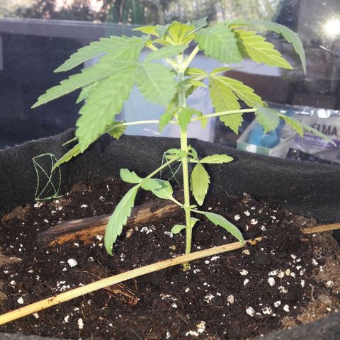 White Widow Auto RQS growlog photo: 9am
